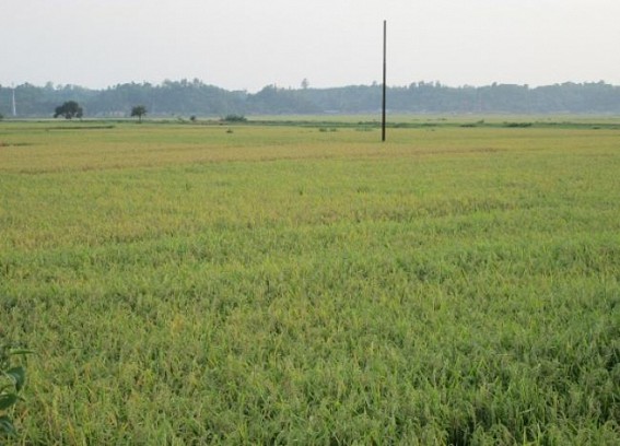 Paddy to be cultivated in 7,040 hectors at Khowai Paddy to be cultivated in 7,040 hectors at Khowai